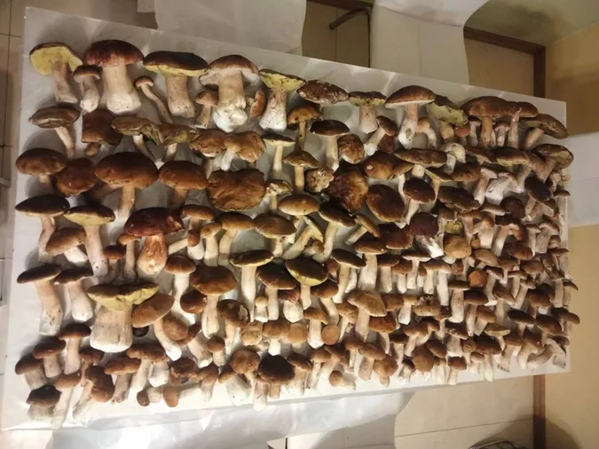 Лісовий джекпот: волинянин зібрав понад 200 грибів (фото)