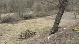 У Луцьку на Набережній дерева зрізали до оголошення тендеру (фото)