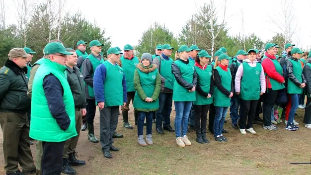 Як Володимир Гунчик сосонки садив (фото, відео)