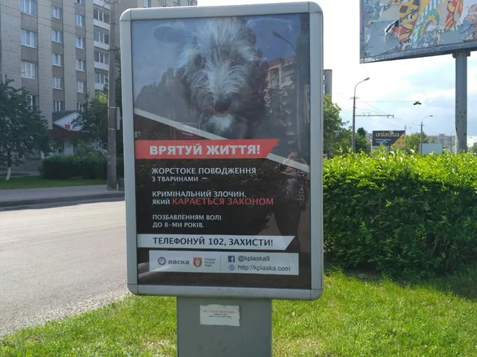 У Луцьку на білбордах з'явилися безпритульні тварини (фото)