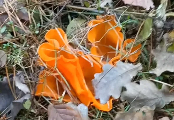 Морози не страшні: які гриби збирають на Волині в листопаді (фото)