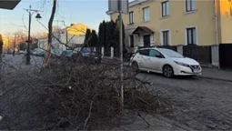 У Старому місті Луцька впало дерево і перегородило прохід (фото)
