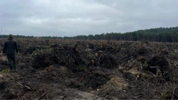 Замість лісу – самі пеньки: на Волині зрізали понад 6 тисяч дерев (фото)