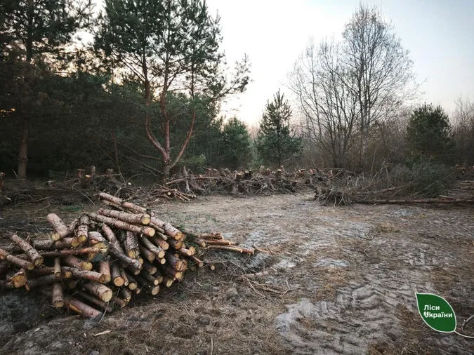 На Волині знищили молодий ліс через земельну колізію (фото)