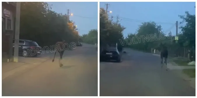 Вулицями Луцька бігав лось (відео)