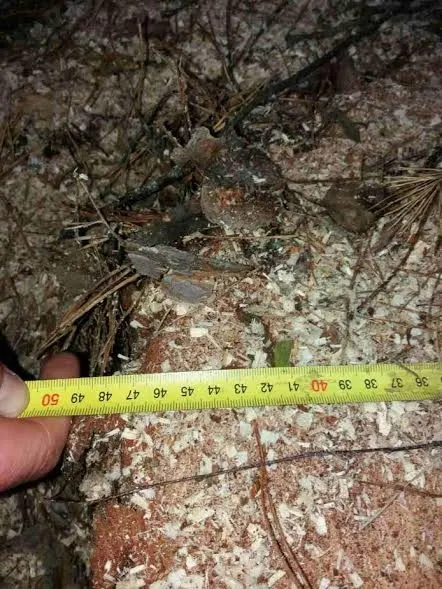 На Волині вкрали сосен на 30 тисяч гривень