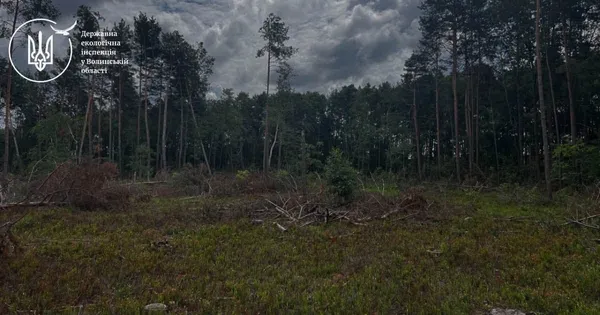 Чорні лісоруби викосили майже 200 дерев на Волині, збитків – на мільйони (фото)