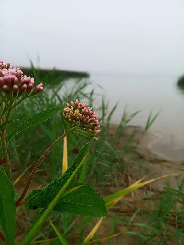 Туман, прохолода і майже осіння краса: показали краєвиди озера на Волині (фото)