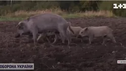 На Волині дикі свині тероризують одразу кілька сіл (відео)