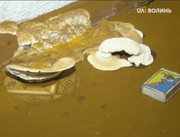 На Волині грибок руйнує амбулаторію (відео)