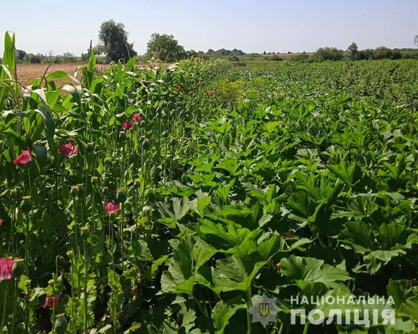 Волинянка вирощувала на присадибній ділянці майже 3000 кущів маку (фото)