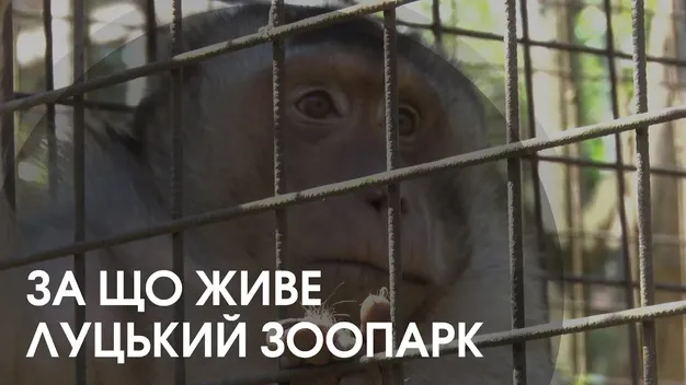 Корми і спецобладнання здорожчали: як нині виживає Луцький зоопарк (відео)