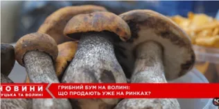 На ринку в Луцьку – грибний ажіотаж: які продають гриби і скільки коштує кілограм (відео)