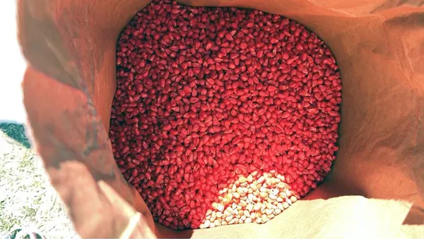 Посівна ярих на Волині: з 65 тисяч гектарів кукурудзи засіяли понад 50% (фото, відео)