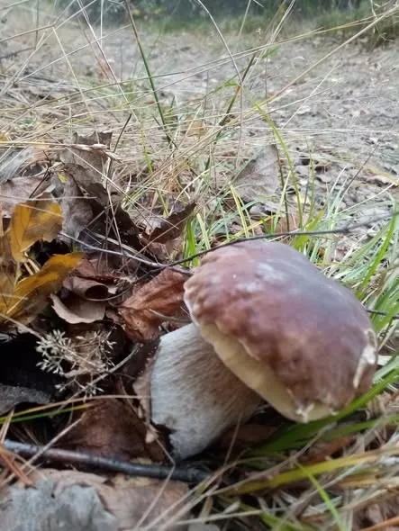 Рижики, гливи, зелениці: де у Луцькому районі збирають повні відра грибів (фото)