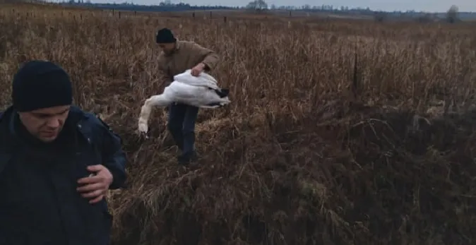 Заради забави: на Волині невідомі застрелили лебедя (фото, відео)