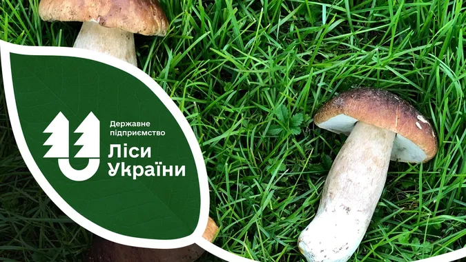 Ягоди, гриби і навіть болотний сфагнум: на Волині підрахували рекордні обсяги зібраних дикоросів