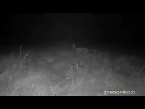 Мама з малюками: в нацпарку на Волині на камеру попалися граційні сарни (відео)