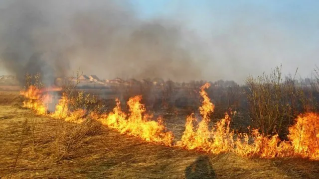 Підпалена стерня на Волині ледь не знищила поле сої