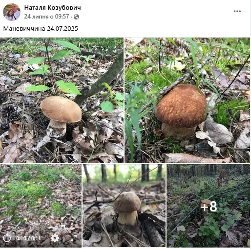 Найгрибніші місця Волині: куди податися на «тихе полювання» (фото)