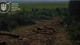 Замість лісу –  380 пнів: на Волині розслідують масштабну вирубку (фото)