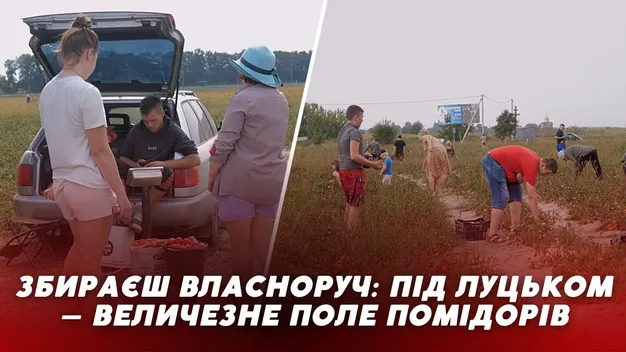 Продають дешево, збираєш власноруч: під Луцьком дозріла величезна плантація помідорів (відео)