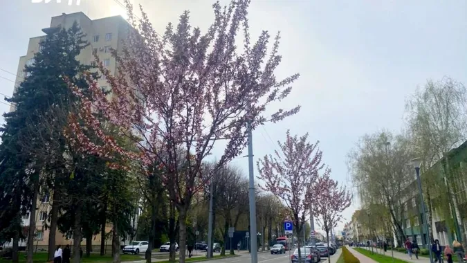 Рожевий цвіт на проспекті Волі: у Луцьку розпочався сезон сакур (фото)