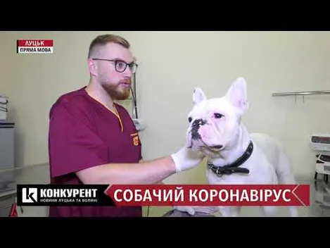 Собачий коронавірус: на Волині почастішали випадки недуги