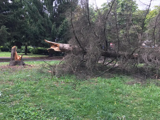 У Луцьку буревій повалив дерево (фото)