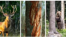 Ведмідь написав, олень відповів: у лісах Полісся знайшли незвичайний чат на дереві (фото)