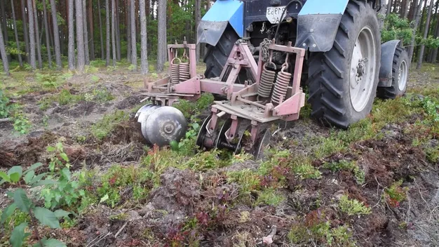 На Волині відновили понад шість гектарів лісу (відео)