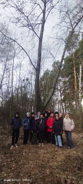 У нацпарку на Волині росте природний феномен з вишнево-коричневою корою (фото)