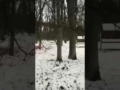 У волинському лісі народилися кабанчики: показали зворушливе відео