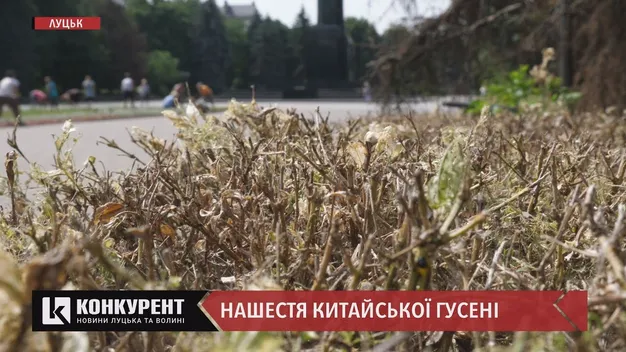 Китайська гусінь знищує кущі самшиту по всьому Луцьку (відео)
