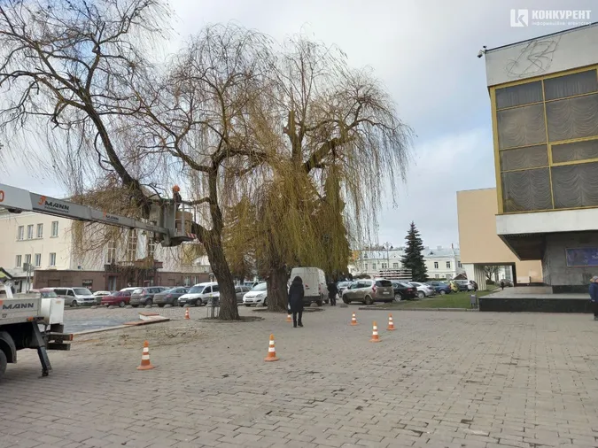 У центрі Луцька прикрашають вогниками дві верби (фото)