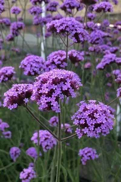 Вербена добре переносить спеку, посуху та бідний ґрунт / Фото Pinterest