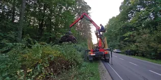 На Львівщині вантажівка збила 700-кілограмового зубра (фото 18+)