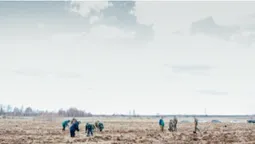 На Волині створили 10 гектарів нових лісів (фото)