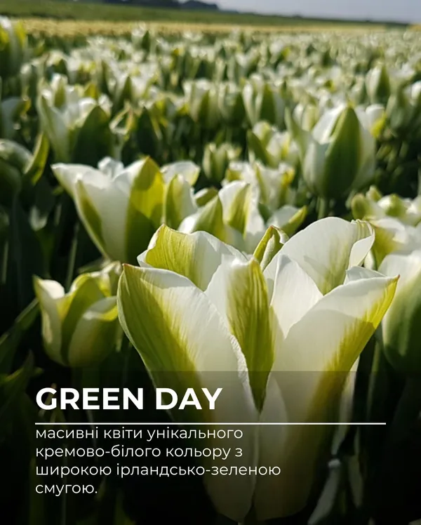У «Квітолісі» на Волині зацвітуть мільйони тюльпанів: 5 нових сортів, що стануть родзинкою сезону