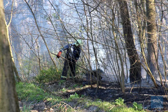 Біля Володимира загорівся ліс: ймовірно, через підпали сухої трави (відео)