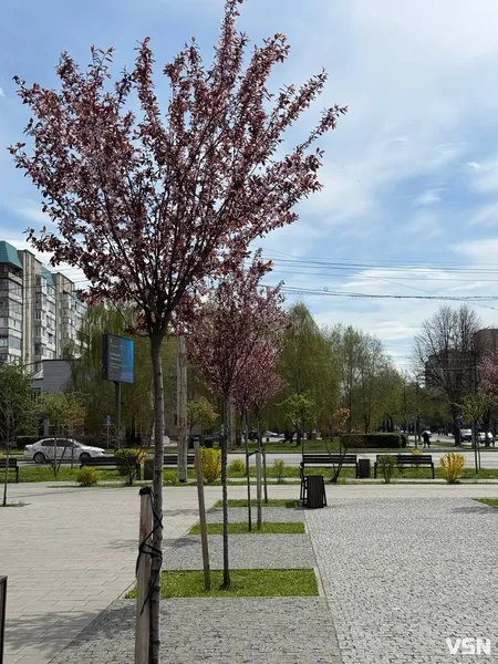 Де у Луцьку зацвіла ціла алея унікальних іранських слив (фото)