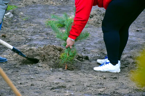 «Будуємо спільне майбутнє»: у луцьких дворах посадили дерева