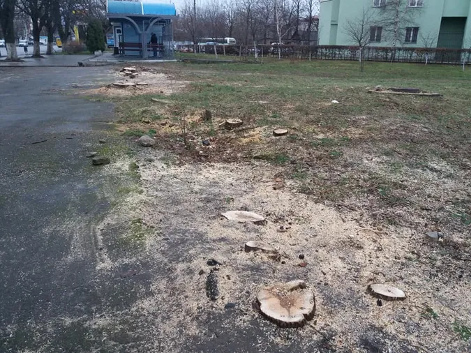 У Луцьку зрізали 18 дерев: комунальники ні сном, ні духом (фото)