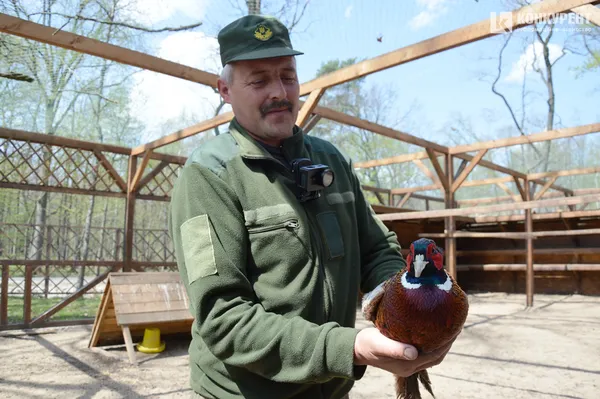 На Волині лісівники влаштували новосілля фазанів (ФОТО)