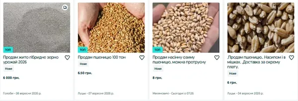 На Волині продають зерно нового врожаю: скільки коштує кілограм (фото)