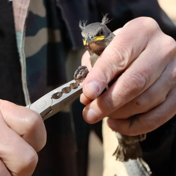 Бебі-бум у лісах: на Волині птахи активно заселяють шпаківні (фото)