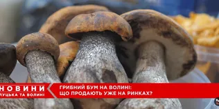 На ринку в Луцьку – грибний ажіотаж: які продають гриби і скільки коштує кілограм (відео)