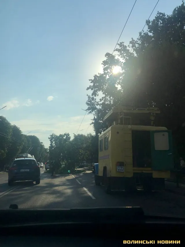 На проспекті Перемоги в Луцьку дерево обірвало тролейбусну лінію (фото)