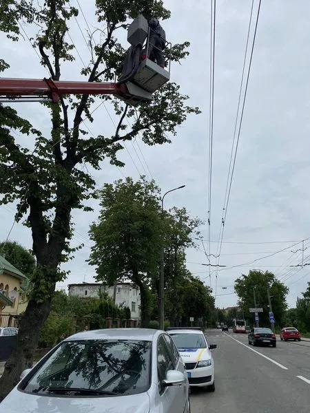 Майже 4 доби сиділо на дереві: у Луцьку врятували кошеня (фото)