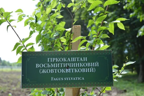 Лісівники Володимирщини створили дендропарк (фото, відео)